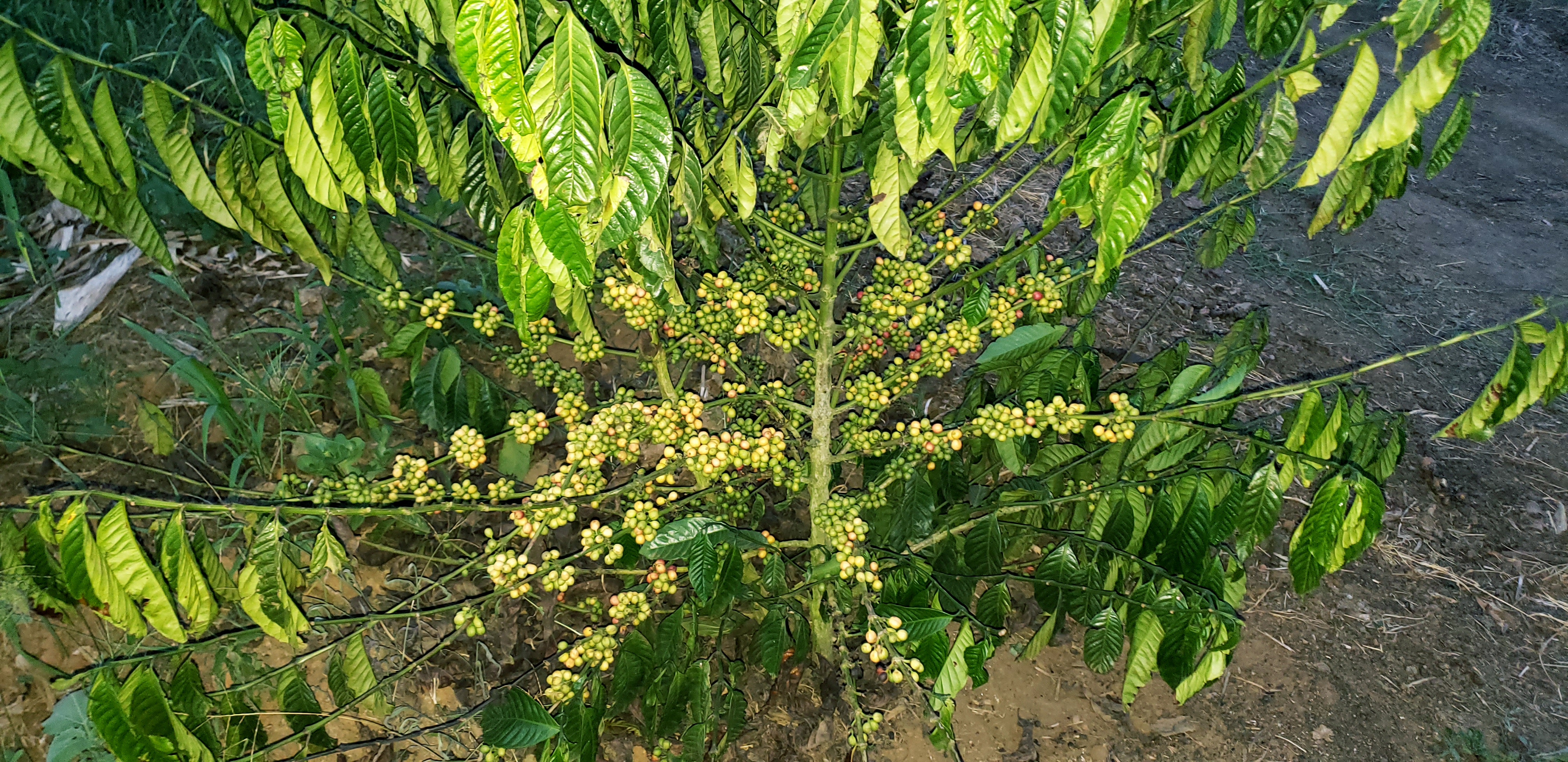 Community Development